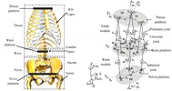 Human torso and proposed waist-trunk system;