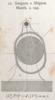 Tav. IV Fig. 12